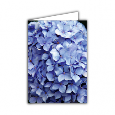 Greeting card | Blue hydrangea